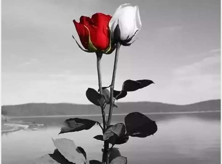 السعادة اكسير الحياة